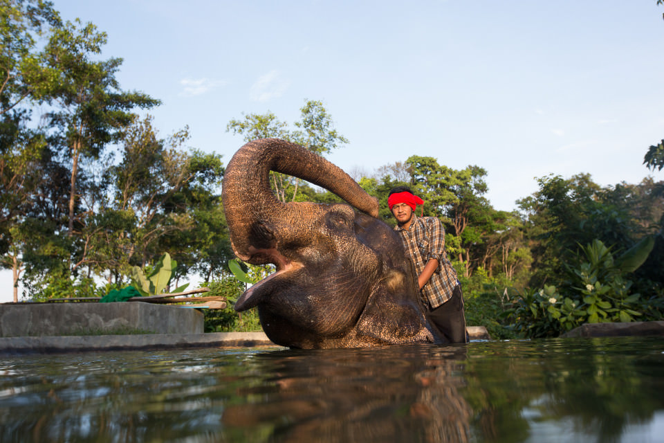 The-official-photographers-thailand-elephant-swim