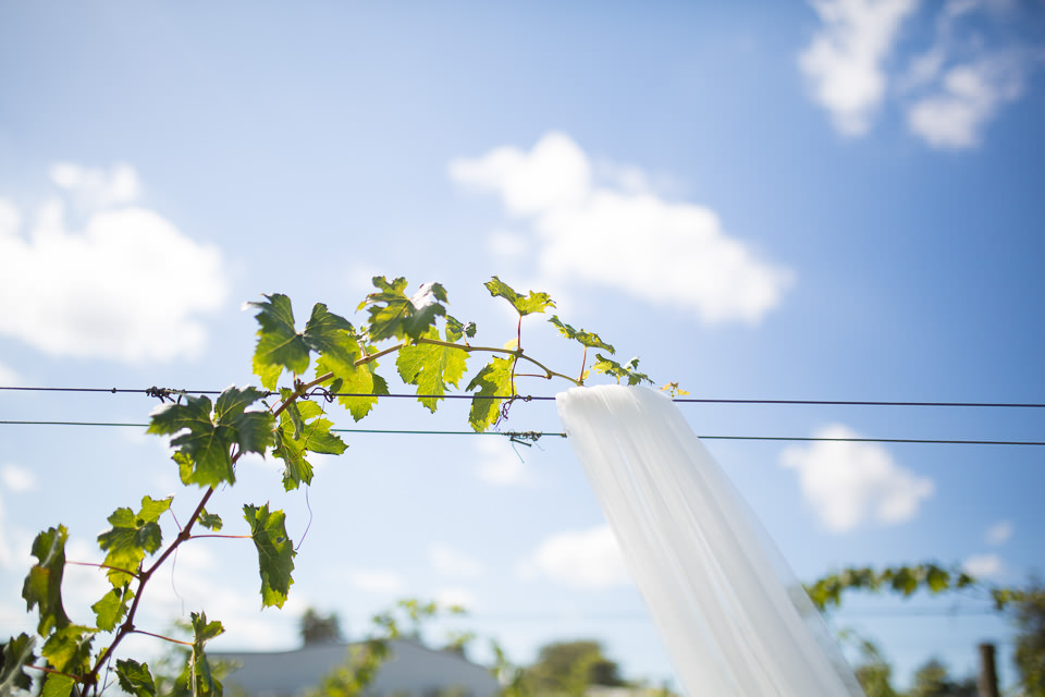 The-official-photographers-Daniel-Lindsay-Vilagrad-Winery-_MG_3203
